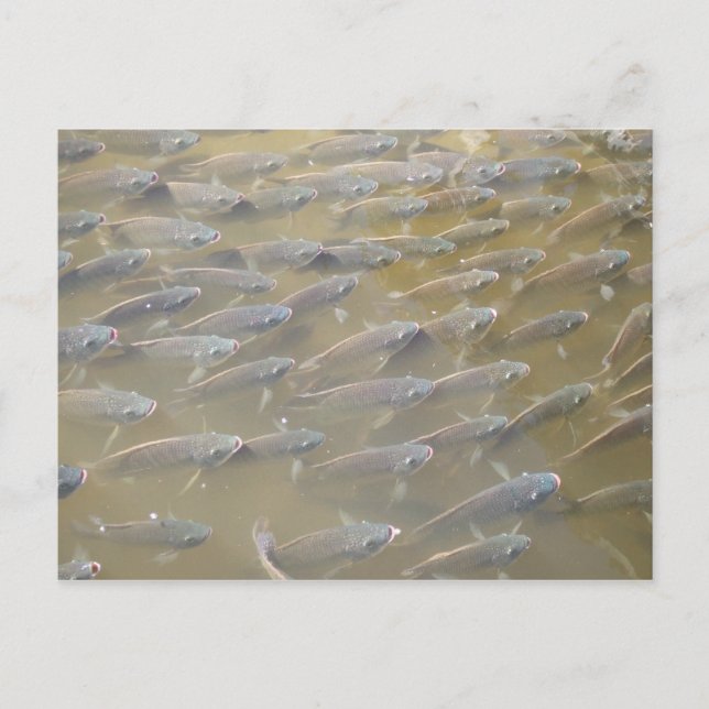 CARTE POSTALE POISSON (Devant)