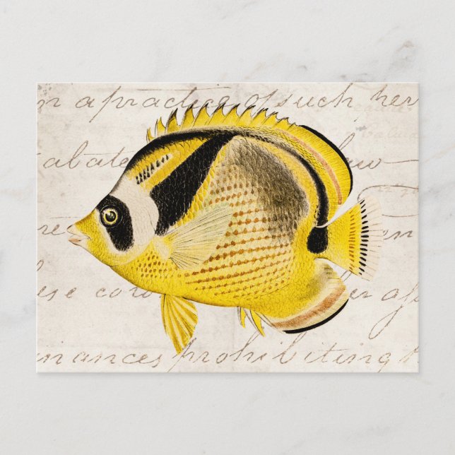 Carte Postale Poisson à papillon au raton laveur vintage - Hawaï (Devant)