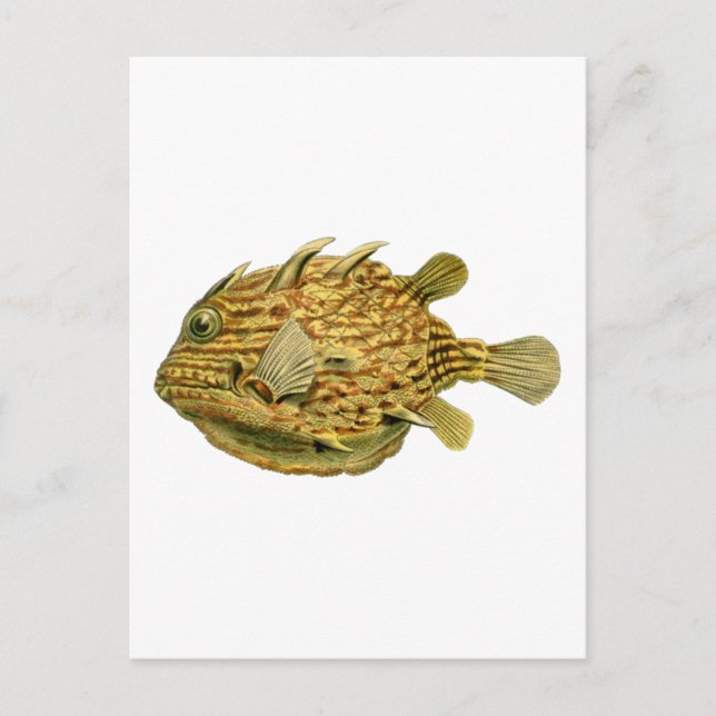 Carte Postale Poisson à raies (Devant)