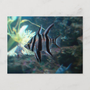 Carte postale Poisson-Ange