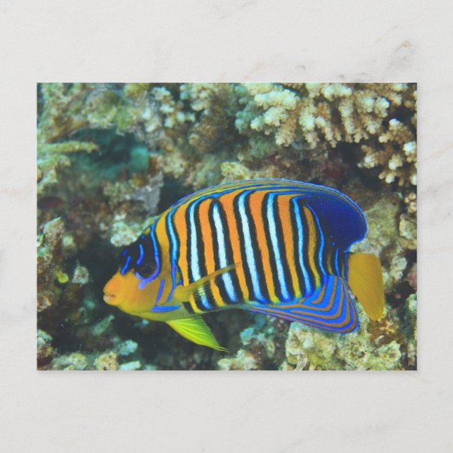 Carte Postale Poisson-ange royal juvénile Pygoplites (Devant)