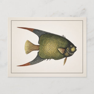 Carte postale poisson-ange - Style I