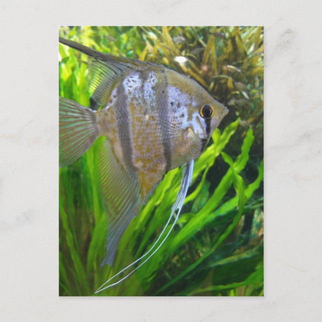 Carte Postale Poisson Angel (Devant)
