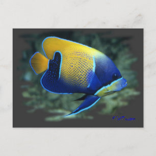 Carte Postale Poisson Angel Majestic