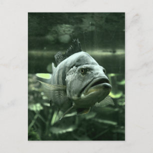 Carte Postale Poisson aquatique moche