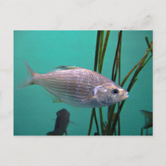 Carte Postale Poisson argenté