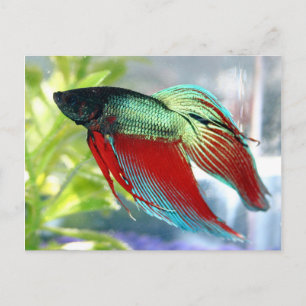 Carte Postale Poisson Bêta