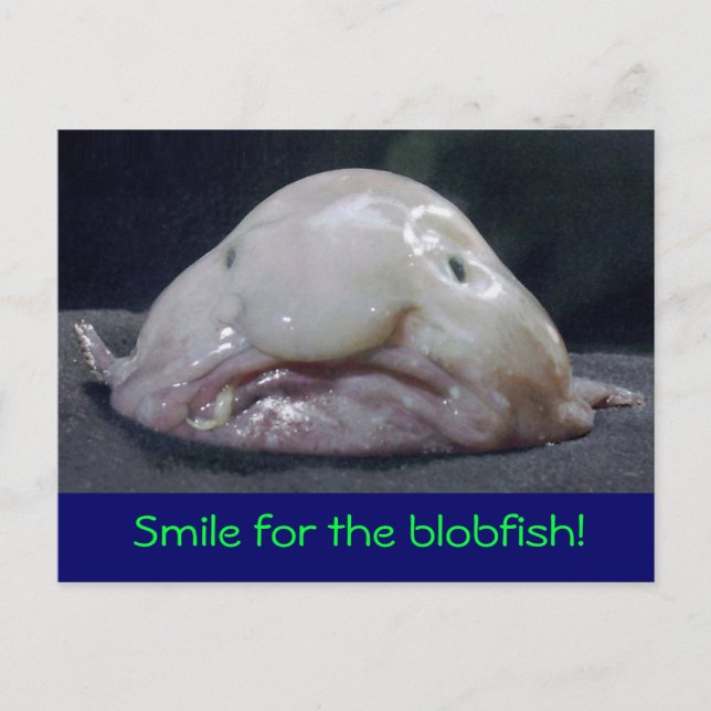 Carte Postale poisson bizarre (Devant)