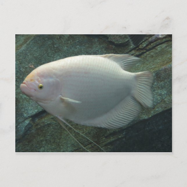 Carte Postale Poisson blanc (Devant)