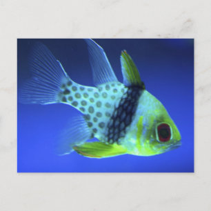 Carte Postale Poisson bleu