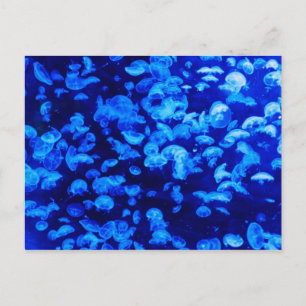 Carte Postale Poisson bleu gelé