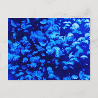 Carte Postale Poisson bleu gelé