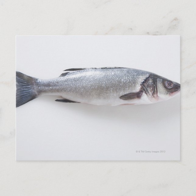 Carte Postale Poisson branzini entier (Devant)