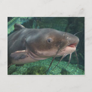 Carte Postale Poisson-chat