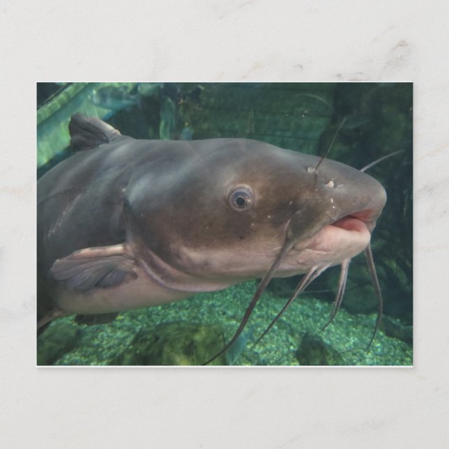 Carte Postale Poisson-chat (Devant)