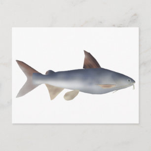 Carte Postale Poisson-chat tacheté