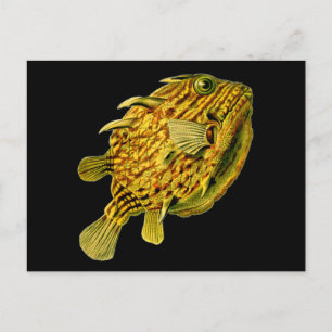 Carte Postale Poisson-chien rayé Ernst Haeckel Art raffiné