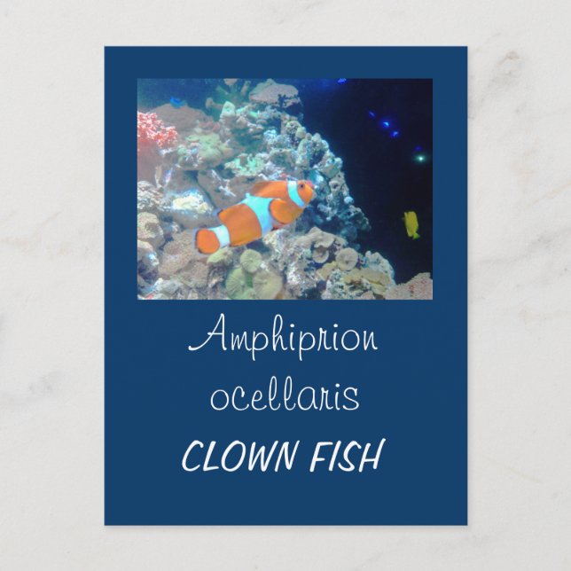 Carte Postale Poisson clown (Devant)