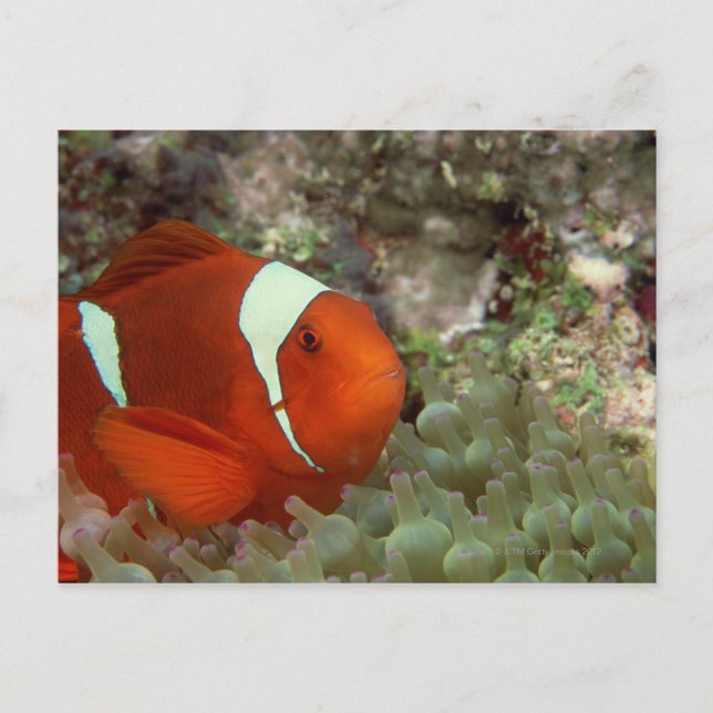 Carte Postale Poisson clown 2 (Devant)