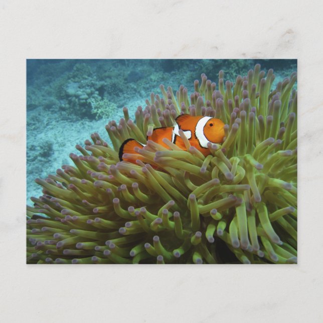 Carte Postale Poisson clown ( Amphiprion ocellaris ) (Devant)