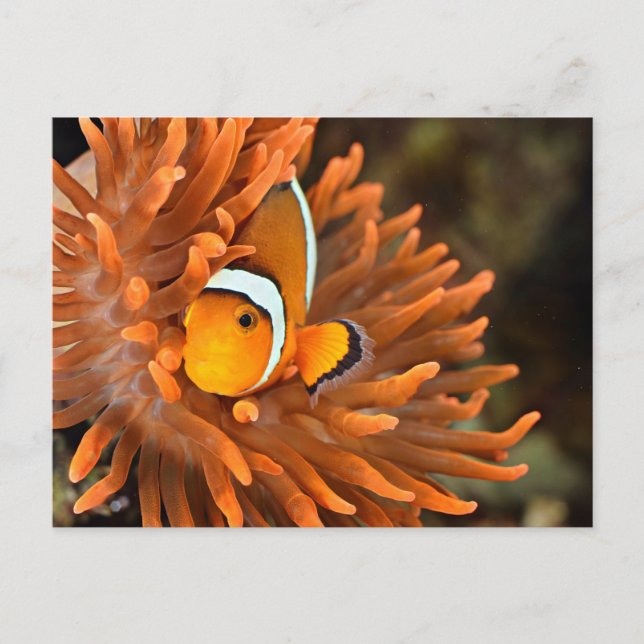 Carte Postale Poisson clown dans un aquarium marin (Devant)