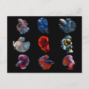 Carte postale Poisson Coloré