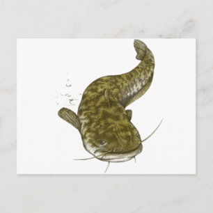 Carte Postale poisson commun japonais