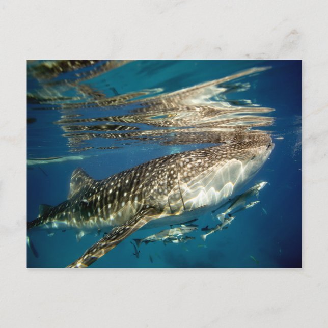 Carte Postale Poisson de baleine et de remora (Devant)