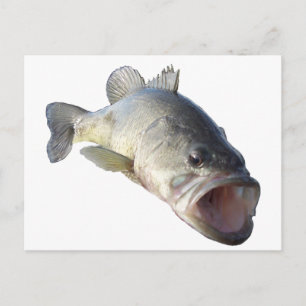 Carte Postale Poisson de bar à grande bouche