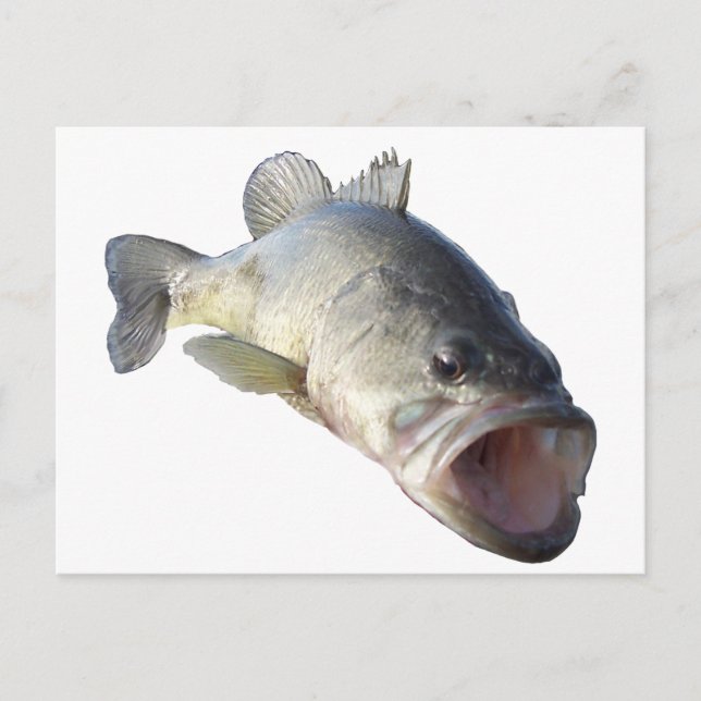 Carte Postale Poisson de bar à grande bouche (Devant)