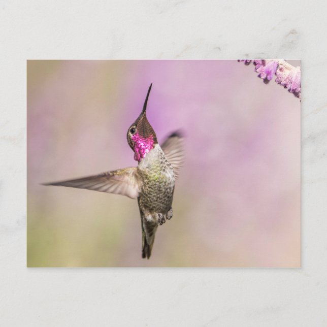 Carte Postale Poisson de colibri rose en vol (Devant)