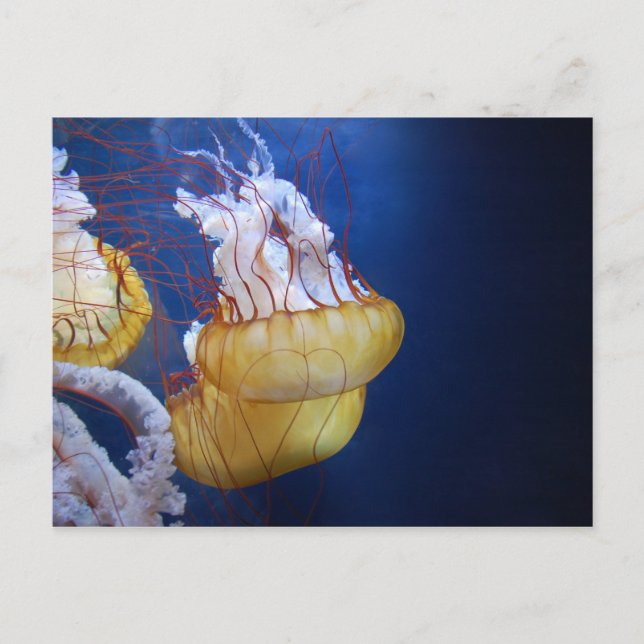 Carte Postale Poisson de gelée profonde (Devant)