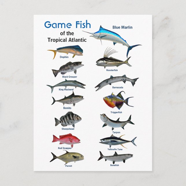 Carte Postale Poisson de gibier de l'Atlantique tropical (Devant)
