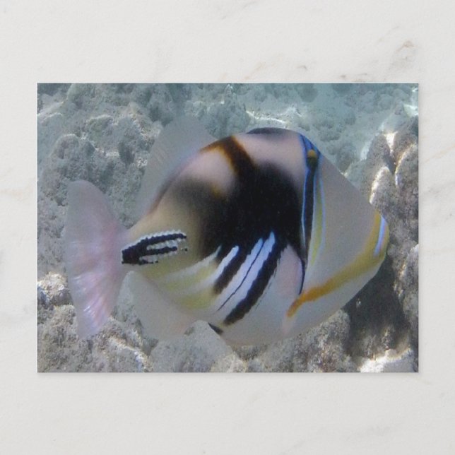 Carte Postale Poisson de l'État d'Hawaï - Himuhumunukunukuapua'a (Devant)