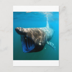 Carte Postale Poisson de requin Océan tropical Destin Cadeaux