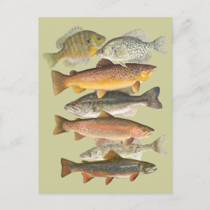 Carte Postale Poisson d'eau douce illustrations vintages