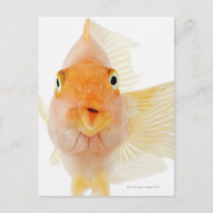 Carte Postale Poisson d'eau douce tropicale