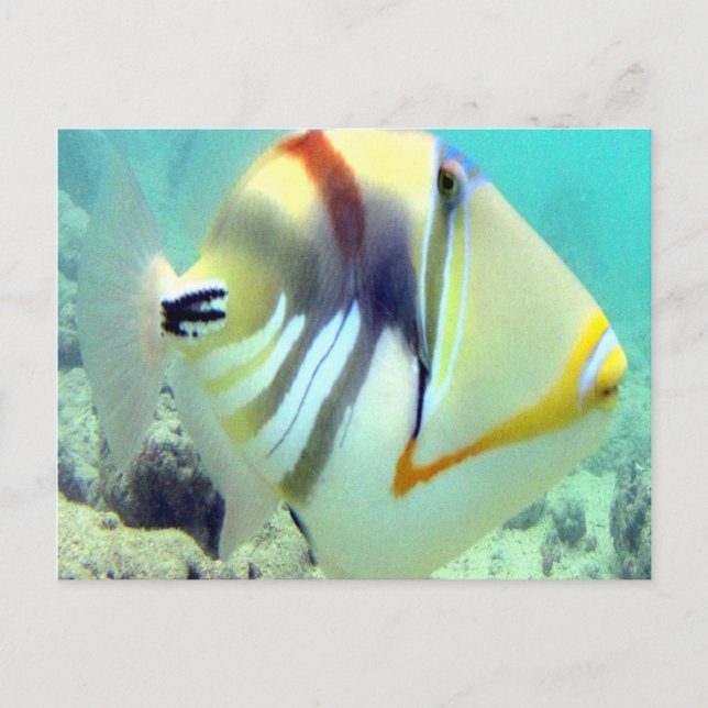 Carte Postale Poisson d'État d'Hawaï - Humuhumunukunukuapua'a (Devant)