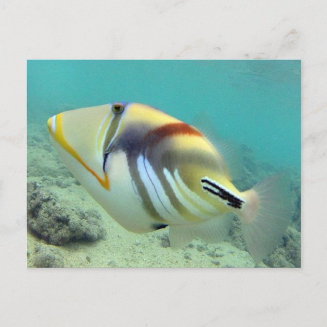 Carte Postale Poisson d'État d'Hawaï - Humuhumunukunukuapua'a (Devant)