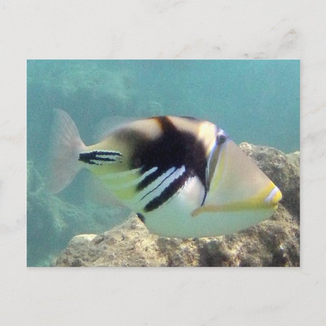 Carte Postale Poisson d'État d'Hawaï - Humuhumunukunukuapua'a (Devant)