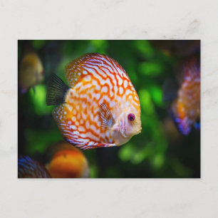 Carte Postale Poisson Discus