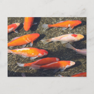 Carte Postale Poisson d'or
