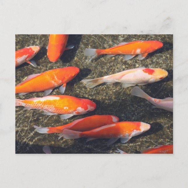 Carte Postale Poisson d'or (Devant)