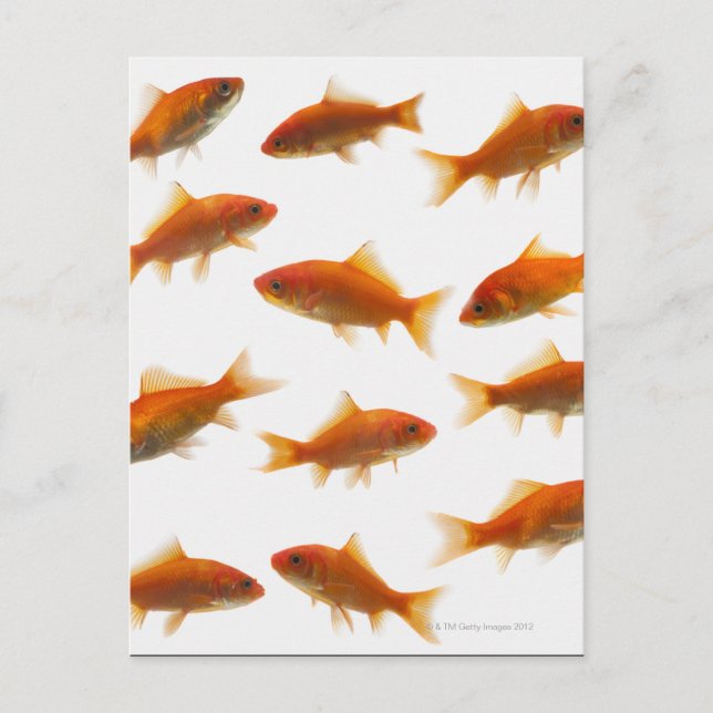 Carte Postale Poisson d'or (Devant)