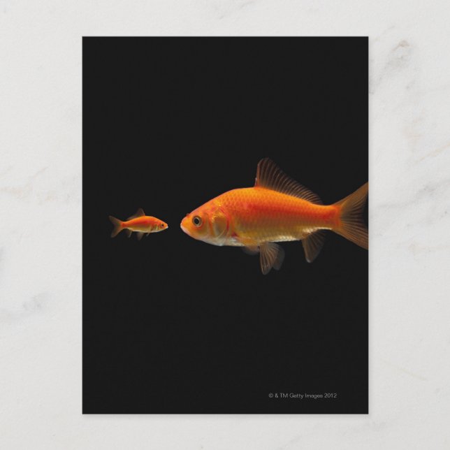 Carte Postale Poisson d'or 3 (Devant)