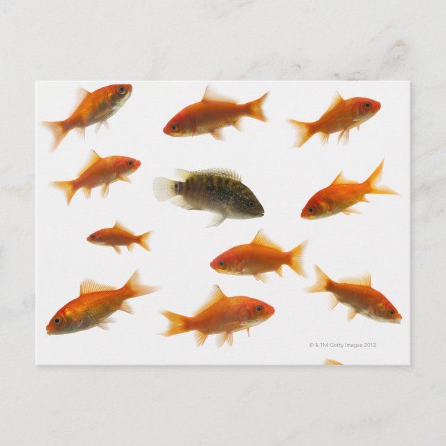 Carte Postale Poisson d'or 3 (Devant)