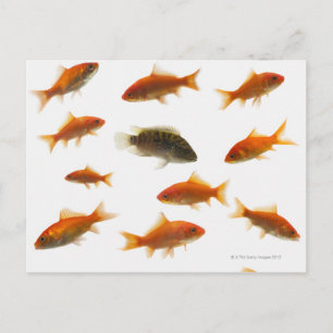 Carte Postale Poisson d'or 3
