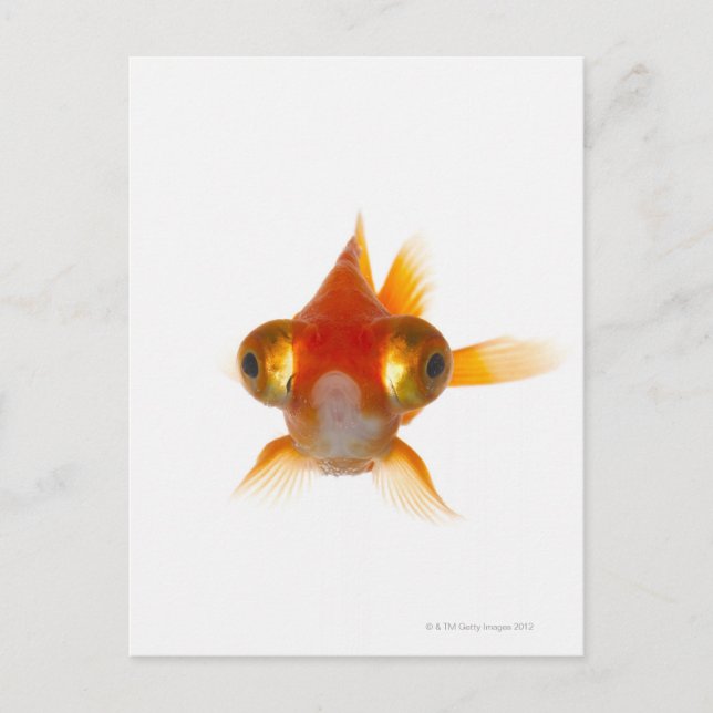 Carte Postale Poisson d'or aux grands yeux 2 (Devant)