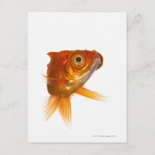 Carte Postale Poisson d'or aux grands yeux 3