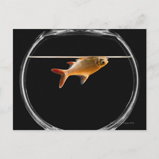 Carte Postale Poisson d'or dans le bol 2 (Devant)